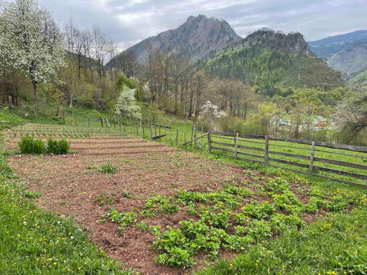 Hotel Family Owned Self Sufficient Eco Farm Tara Pljevlja Esterno foto